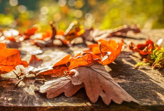 przykładowe zdjęcie jesieni - liście dębu w pełnym słońcu