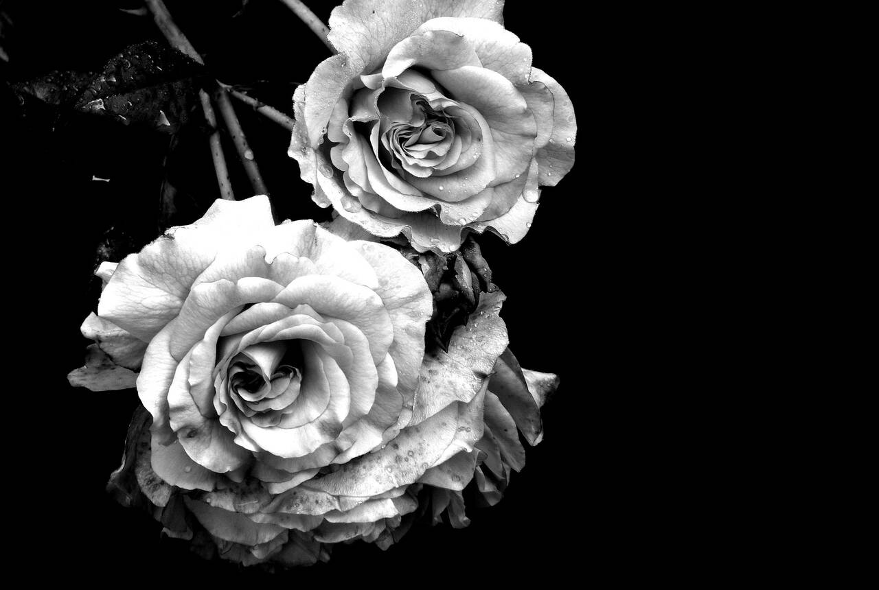 Czarno białe zdjęcie przedstawiające białe dwie róże na czarnym tle.