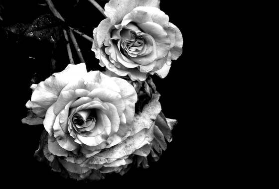 Czarno białe zdjęcie przedstawiające białe dwie róże na czarnym tle.