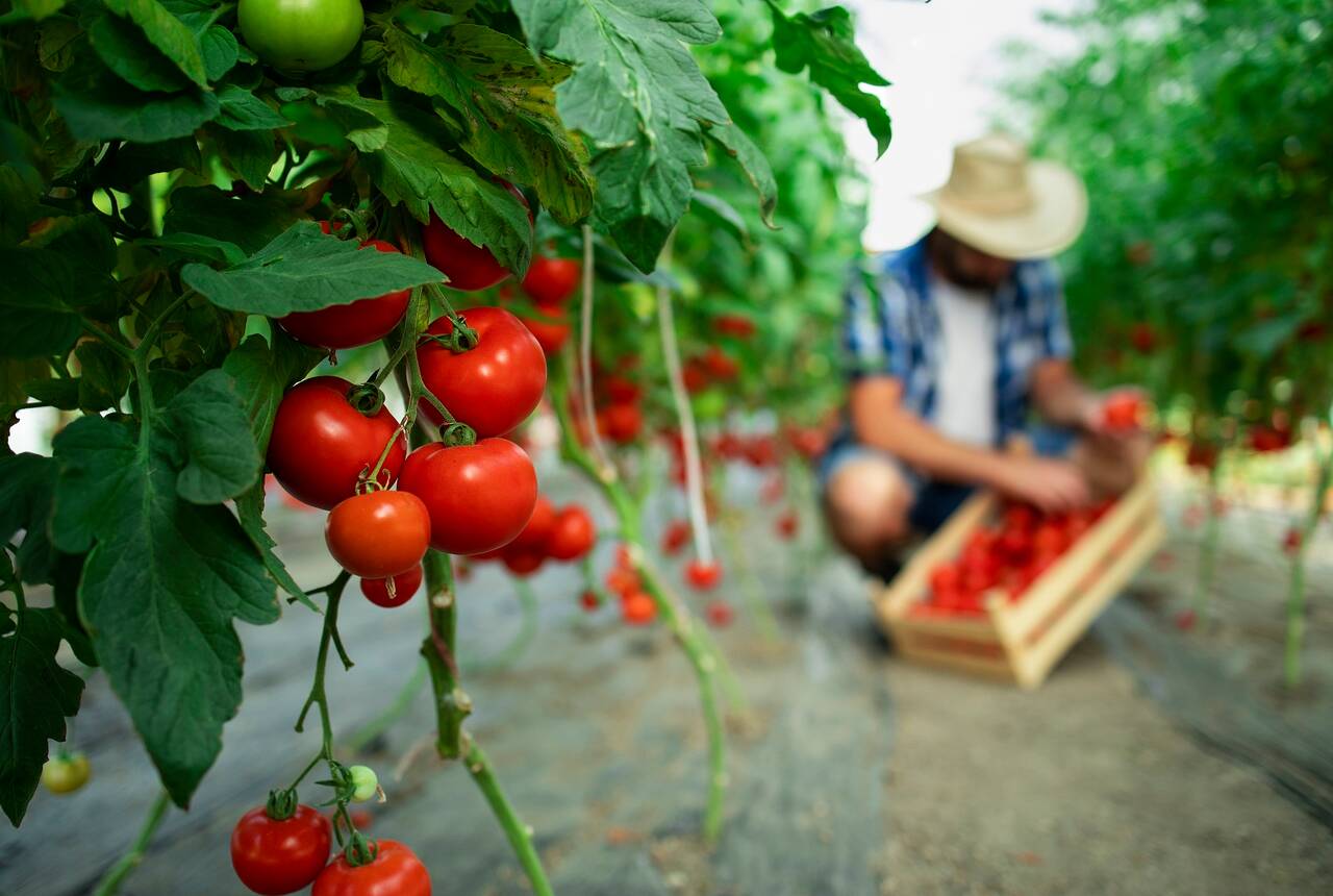 Przykładowe zdjęcie przedstawia rolnika na uprawie soczyście czerwonych pomidorów.