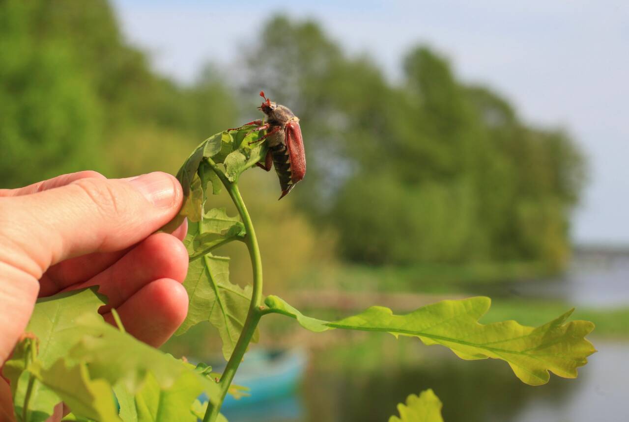 Zdjęcie chrabąszcza na zielonych liściach dębu 