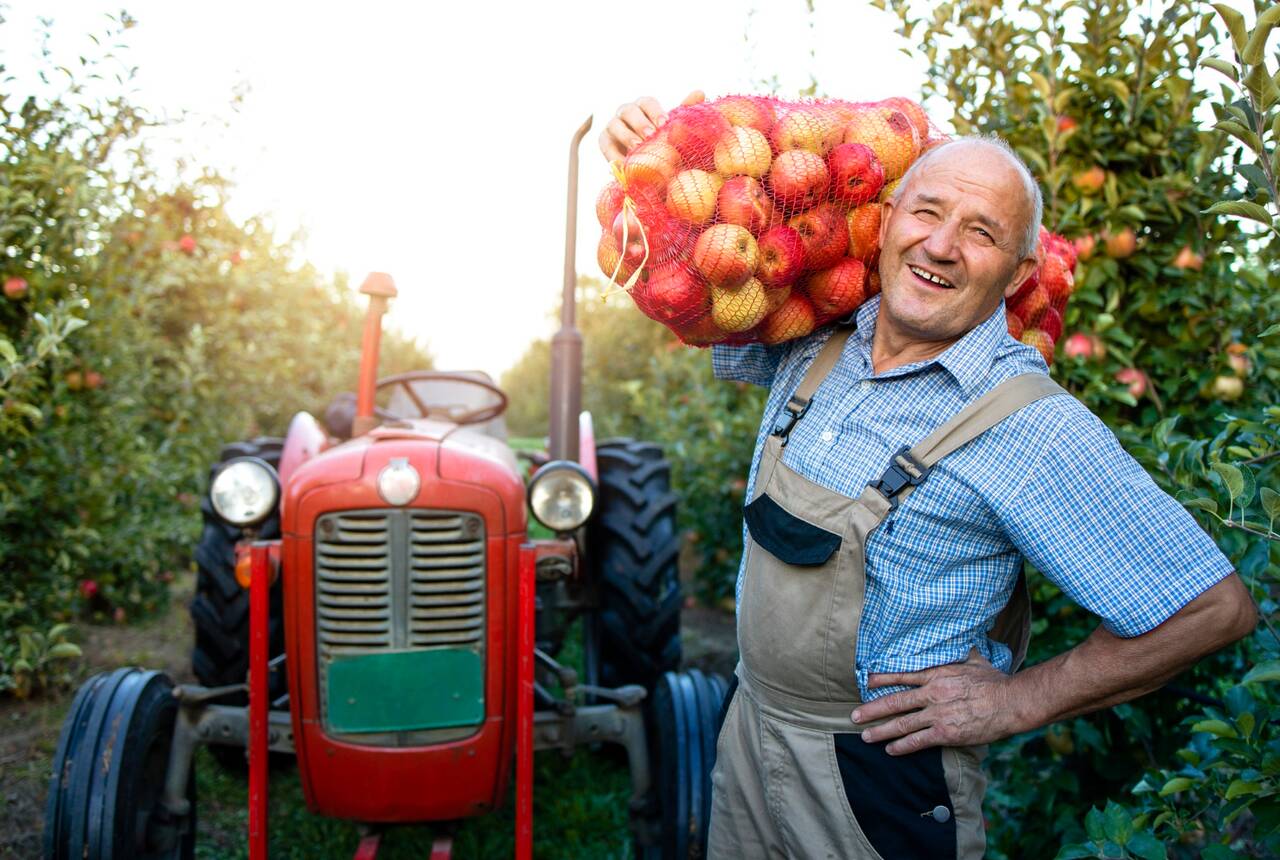 starszy pan z workiem jabłek, rolnik. zdjęcie przykładowe