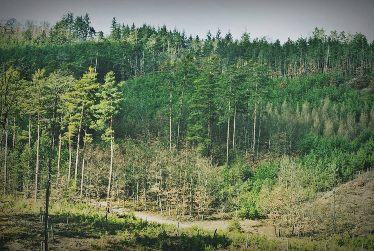Zdjęcie ze spotkania z nordic walking po Wzgórzach Dalkowskich - widok na las