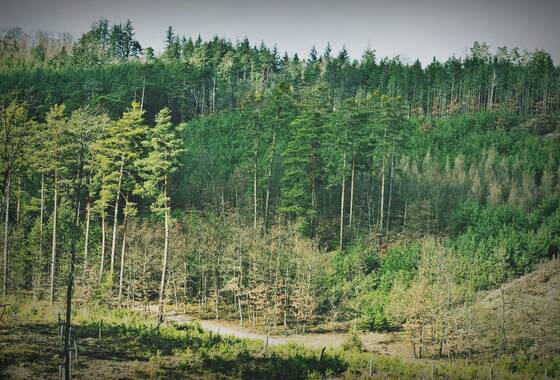 Zdjęcie ze spotkania z nordic walking po Wzgórzach Dalkowskich - widok na las
