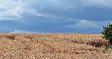 pole w gostyni