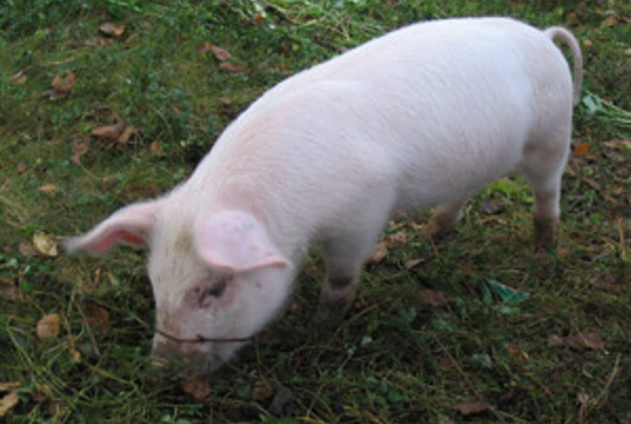 świnia - zdjęcie przykładowe