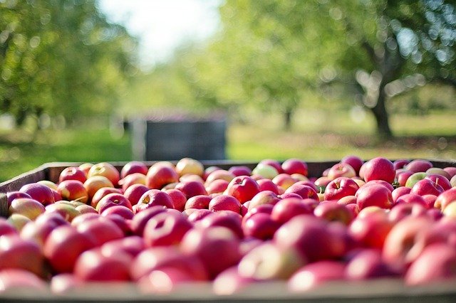 Zdjęcie przedstawiające skrzynię pełną jabłek w sadzie.
